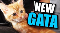 Nueva gata por Navidad!